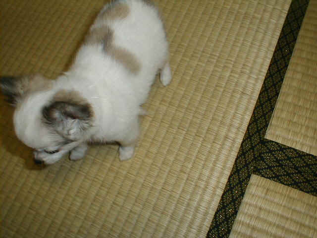 ten.jpg (62051 �o�C�g)